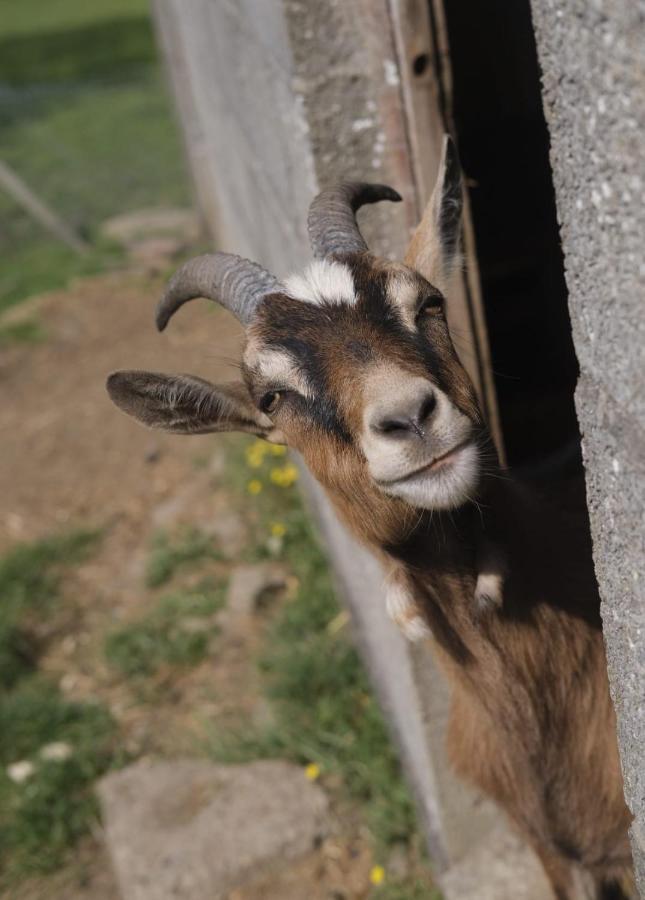 La Billardiere Camping A La Ferme Le Menil-Ciboult Exterior foto