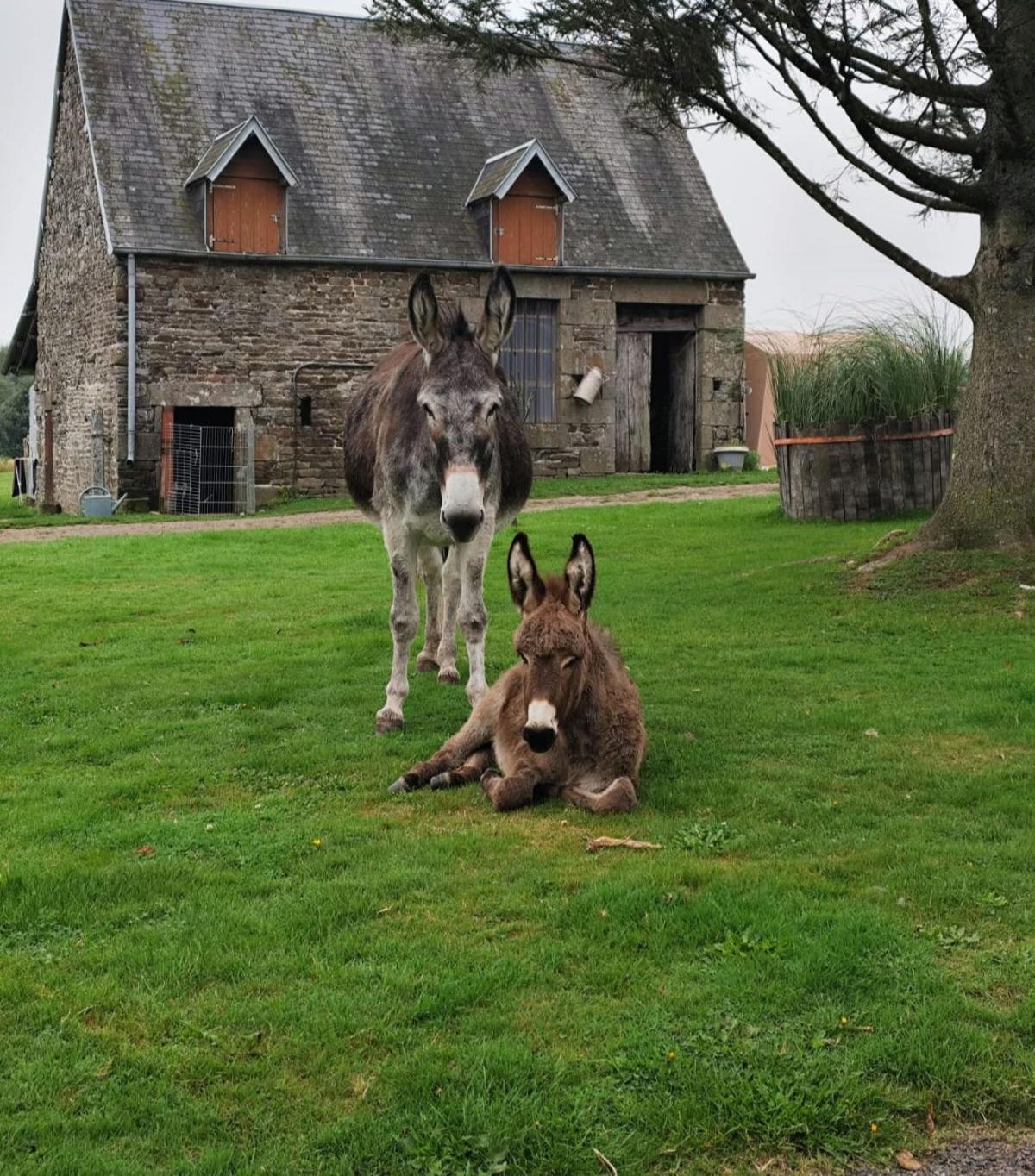 La Billardiere Camping A La Ferme Le Menil-Ciboult Exterior foto